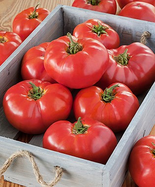 Container's Choice Tomato